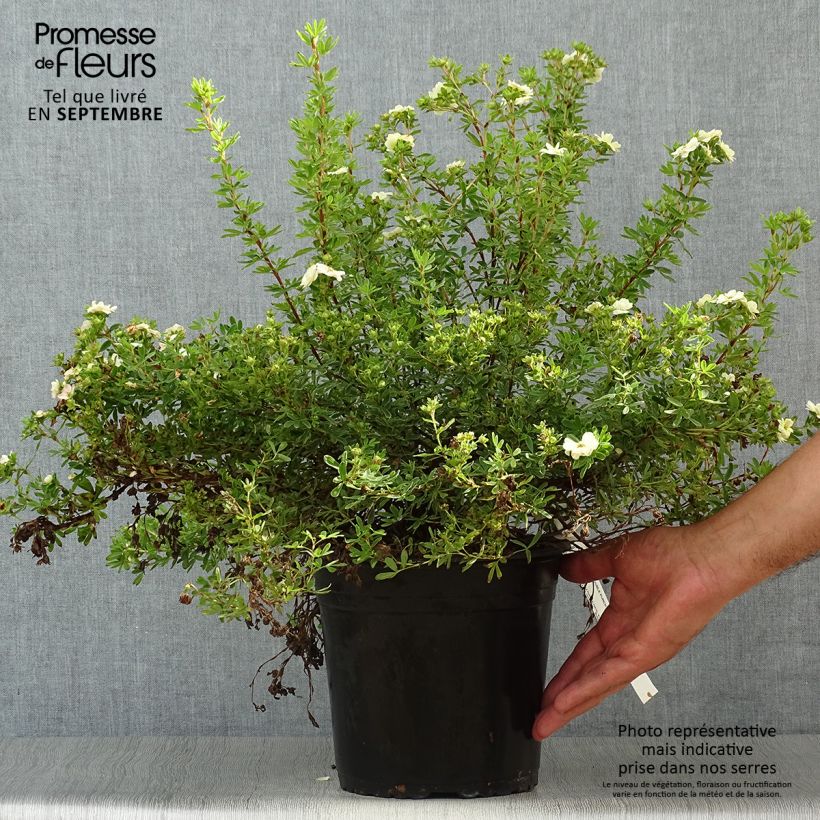 Potentilla fruticosa Double Punch Pastel - Potentille arbustive Pot de 3L/4L sample as delivered in autumn