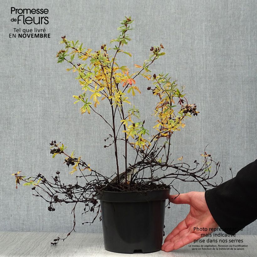 Potentilla fruticosa Goldteppich - Potentille arbustive  Pot de 1.5L/2L sample as delivered in autumn