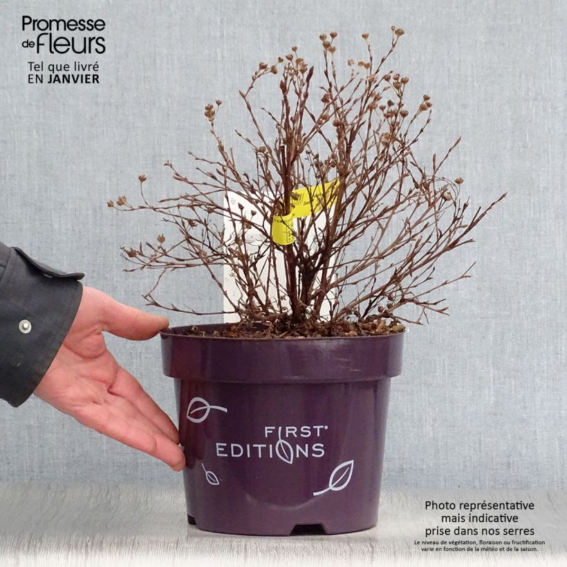 Potentilla fruticosa Lemon Meringue- Potentille arbustive Pot de 2L/3L sample as delivered in winter