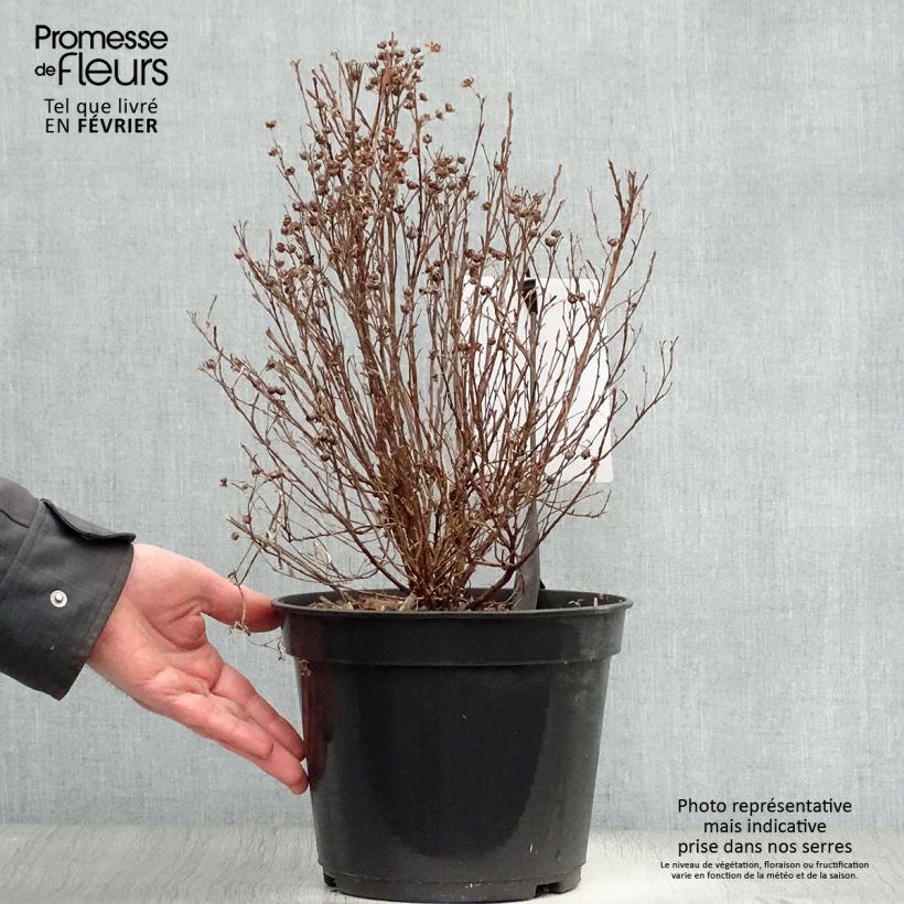 Potentilla fruticosa  Mango Tango Pot de 2L/3L sample as delivered in winter