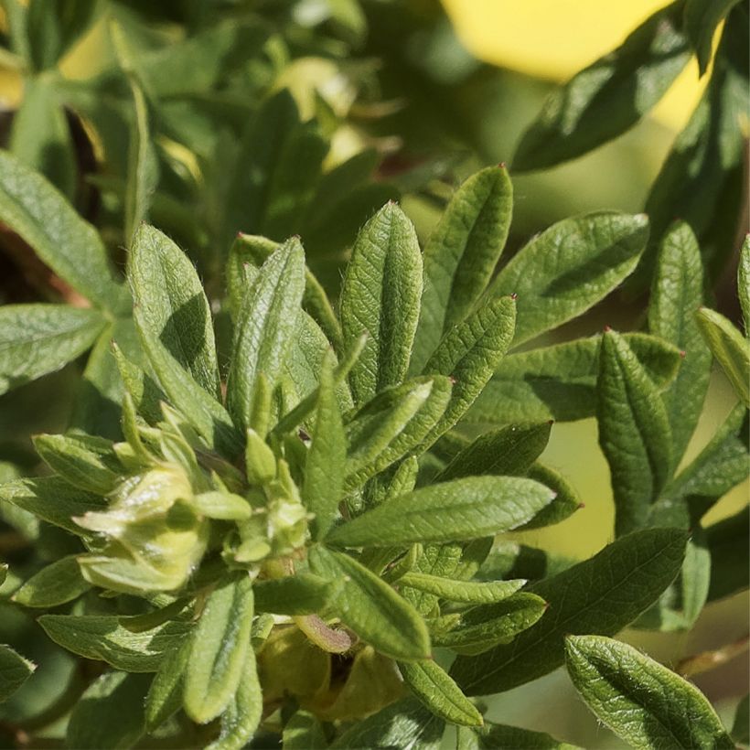 Potentilla fruticosa Medicine Wheel Mountain - Shrubby Cinquefoil (Foliage)