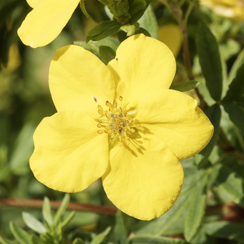 Potentilla fruticosa Medicine Wheel Mountain - Shrubby Cinquefoil (Flowering)