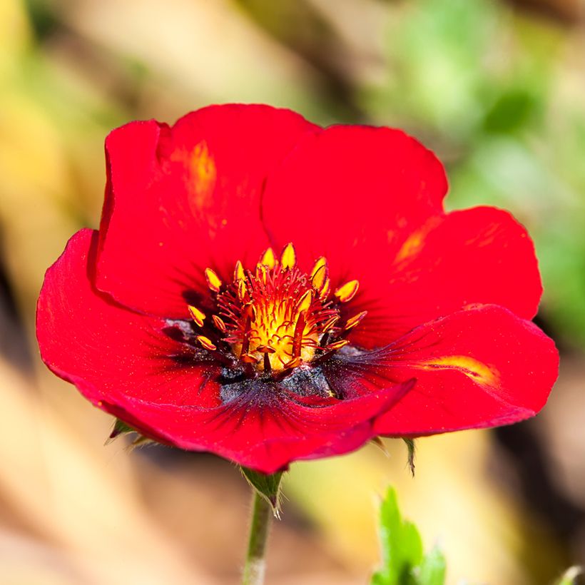 Potentilla cultorum Flamenco - Cinquefoil (Flowering)