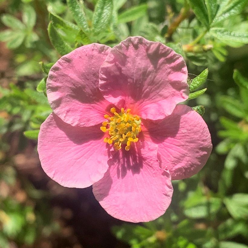 Potentilla fruticosa Bella Rosa (Flowering)