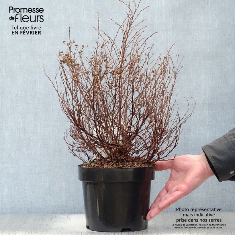 Potentille arbustive Hopley's Orange Pot de 3L/4L sample as delivered in winter