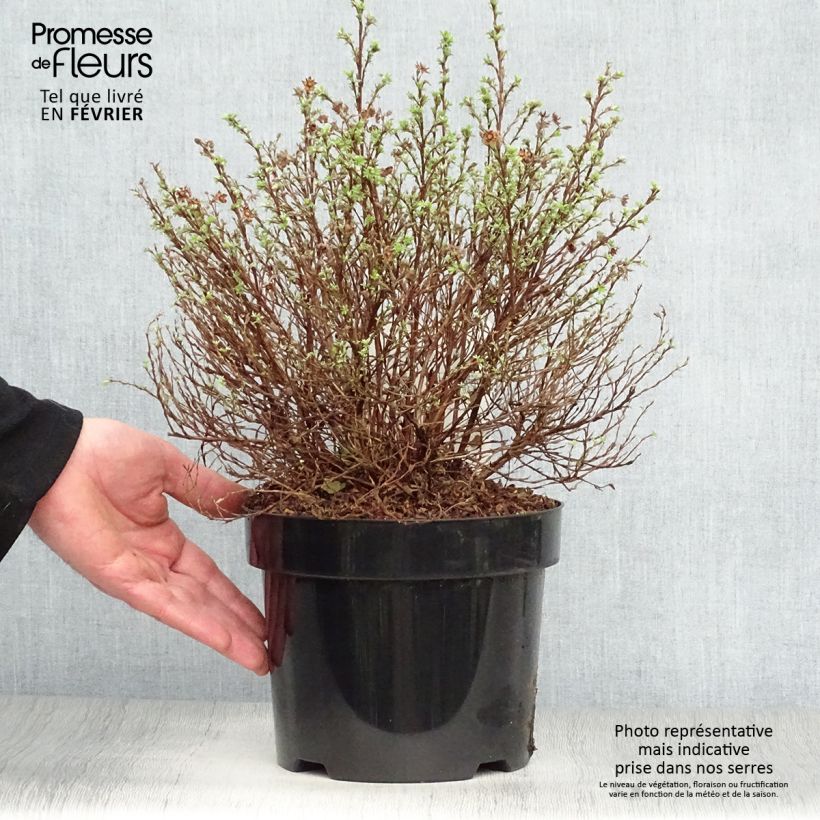 Potentille arbustive Kobold Pot de 3L/4L sample as delivered in winter