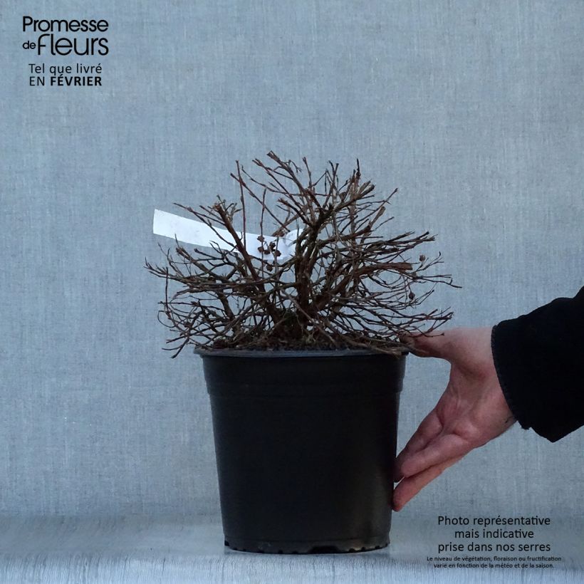 Potentille arbustive - Potentilla fruticosa Double Punch Gold Pot de 3L/4L sample as delivered in winter