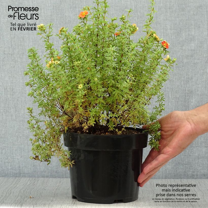 Potentille fruticosa Orangissima Pot de 4L/5L sample as delivered in autumn