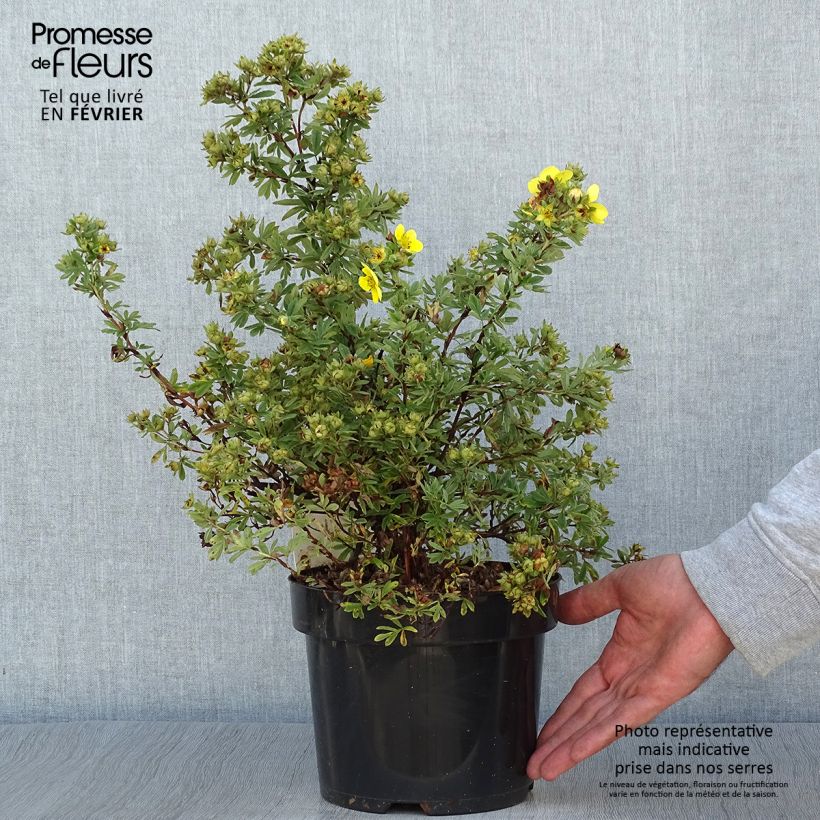 Potentille fruticosa Sommerflor Pot de 2L/3L sample as delivered in autumn