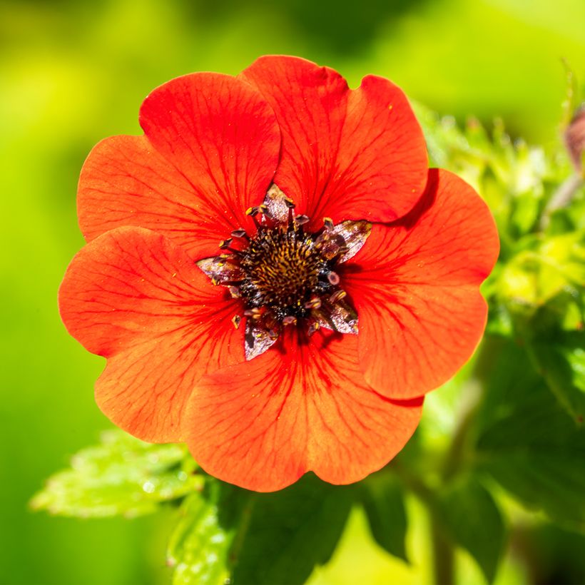 Potentilla Gibsons Scarlet - Cinquefoil (Flowering)