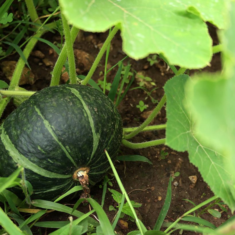 Squash Green Hokkaido - Ferme de Sainte Marthe Seeds (Harvest)