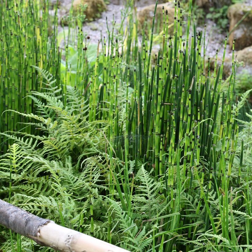 Equisetum hyemale (Plant habit)