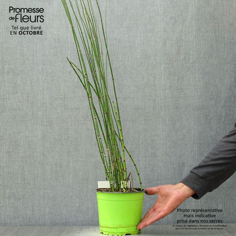 Prêle d'hiver - Equisetum hyemale (japonicum) pot 2L/3L sample as delivered in autumn