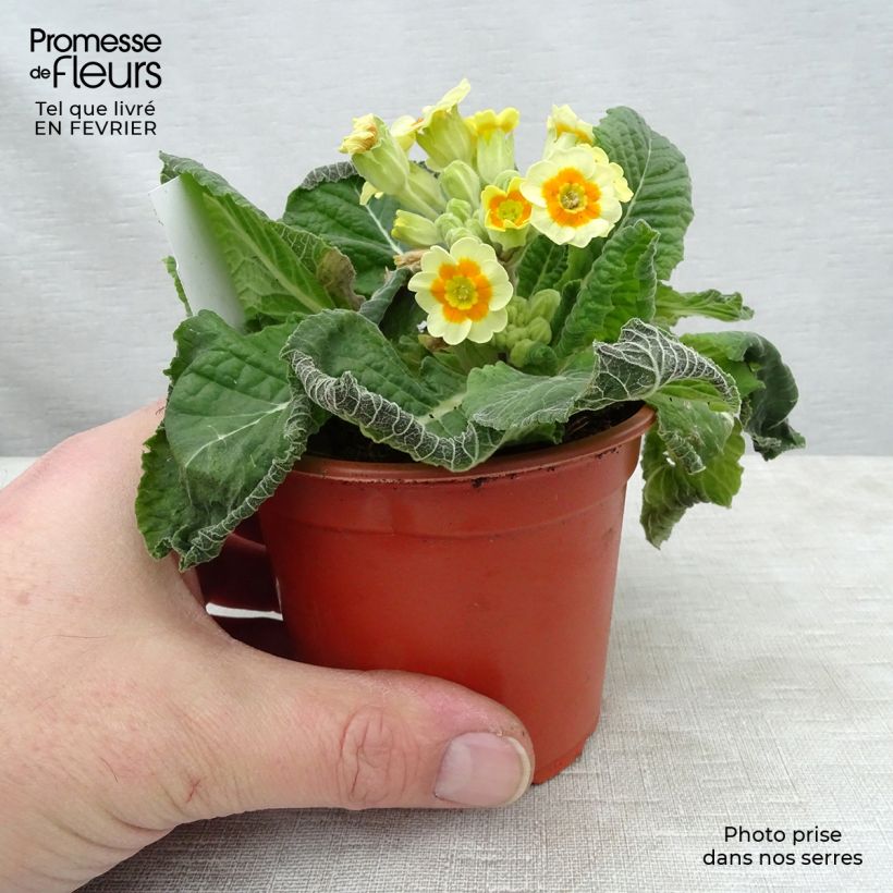 Primevère - Primula elatior Cream Orange Eye Godet de 8/9 cm sample as delivered in winter