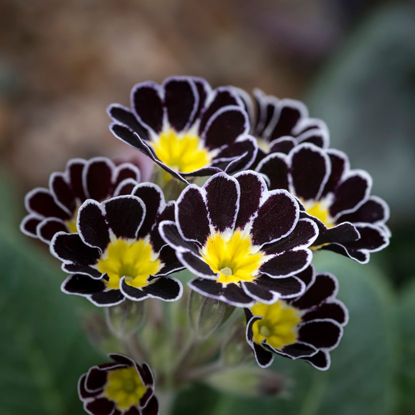 Primula Mister Silver Laced - Oxlip (Flowering)