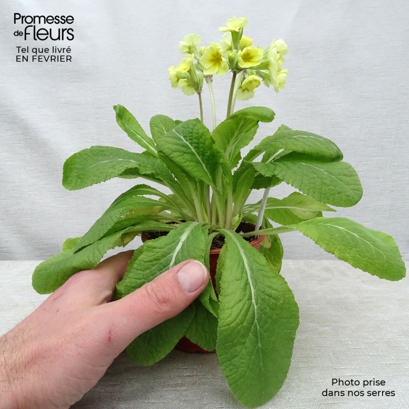 Primevère - Primula elatior Veristar Lemon Godet de 8/9 cm sample as delivered in winter