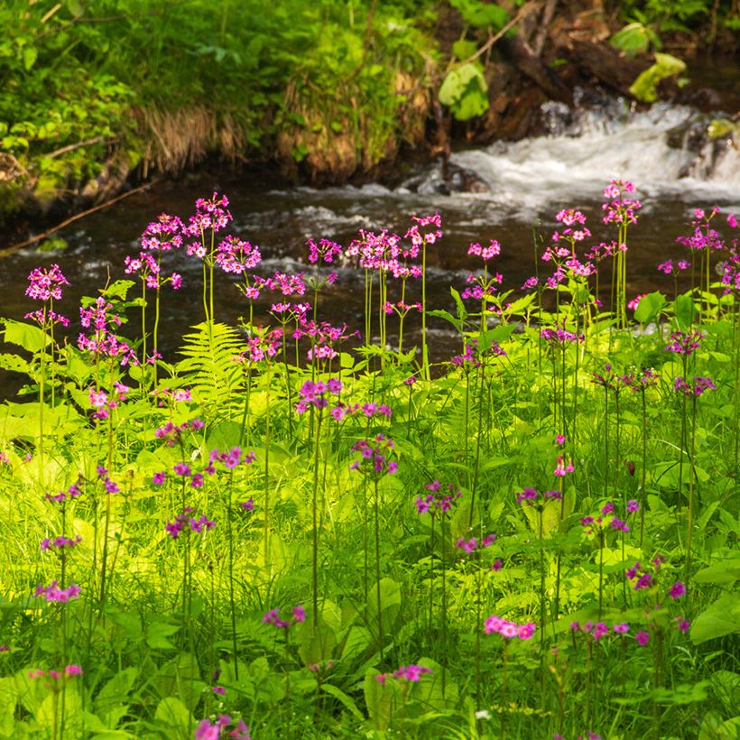 Primula japonica - Japanese Primrose (Plant habit)