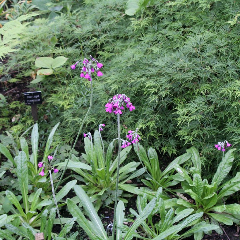 Primula secundiflora - Primrose (Plant habit)