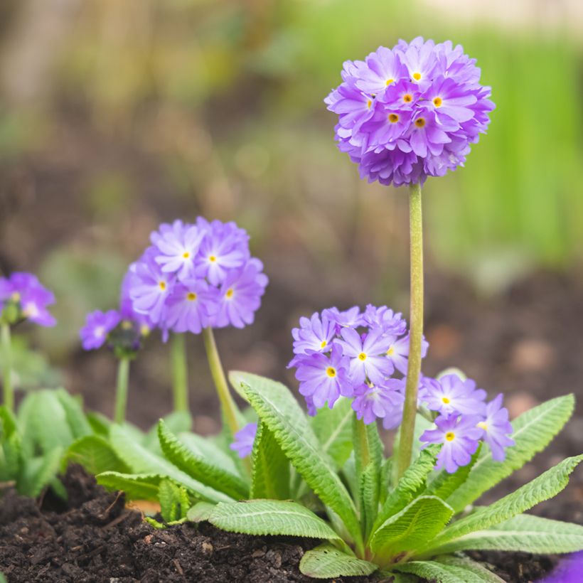 Primula denticulata Prom Lilac - Primrose (Plant habit)