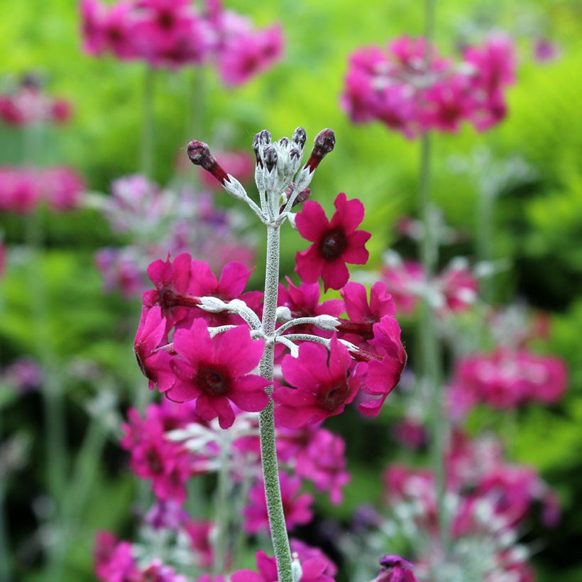 Primula pulverulenta - Mealy Primrose (Flowering)