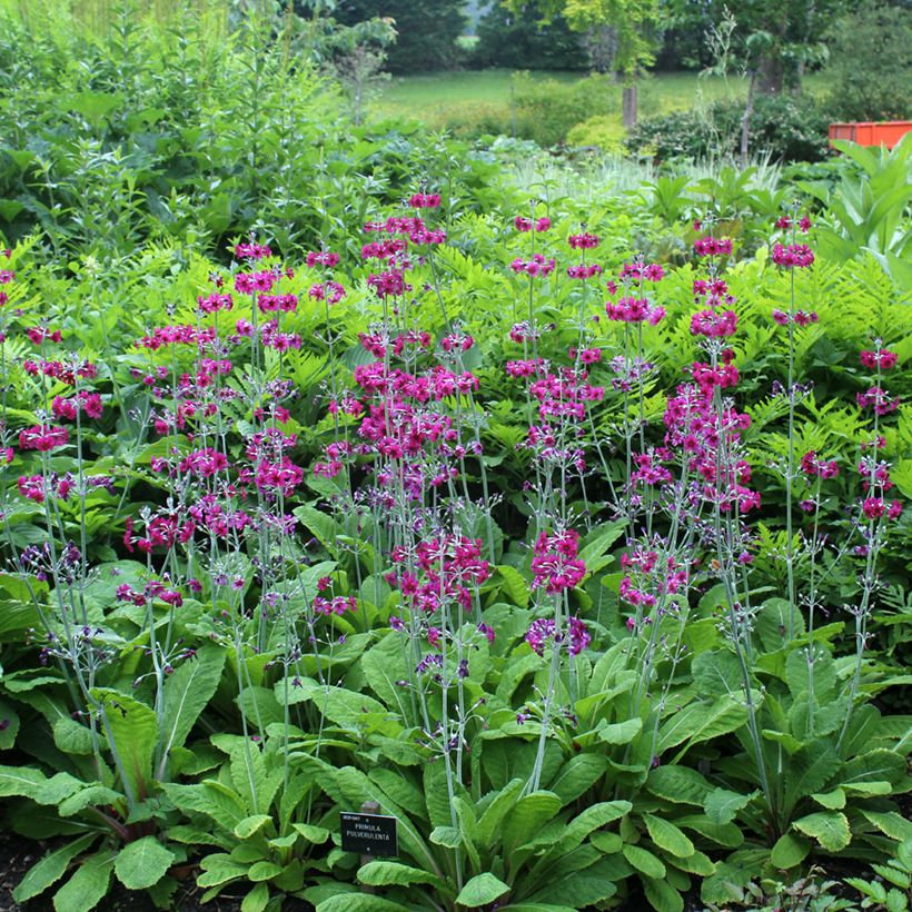 Primula pulverulenta - Mealy Primrose (Plant habit)