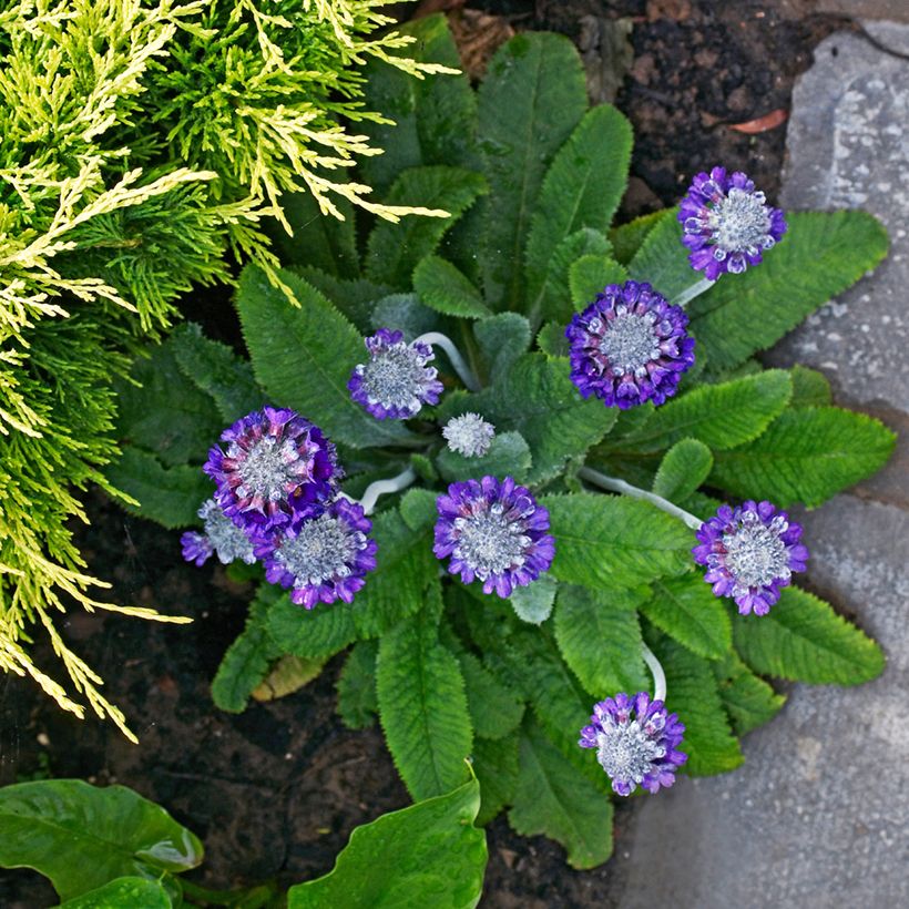 Primula capitata subsp. mooreana - Primrose (Plant habit)