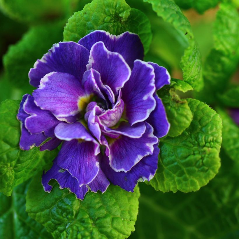 Primula vulgaris Belarina Amethyst Ice- English Primrose (Flowering)