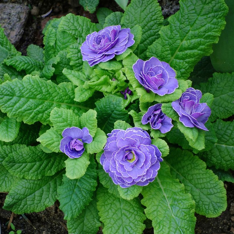 Primula vulgaris Belarina Amethyst Ice- English Primrose (Plant habit)