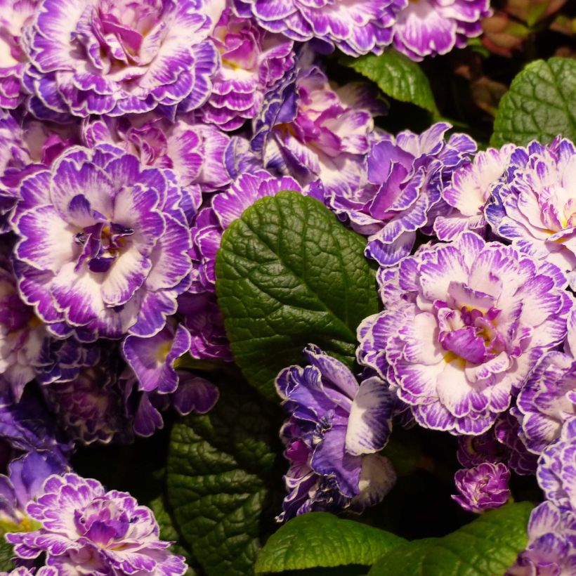 Primula vulgaris Belarina Lively Lilac- English Primrose (Flowering)