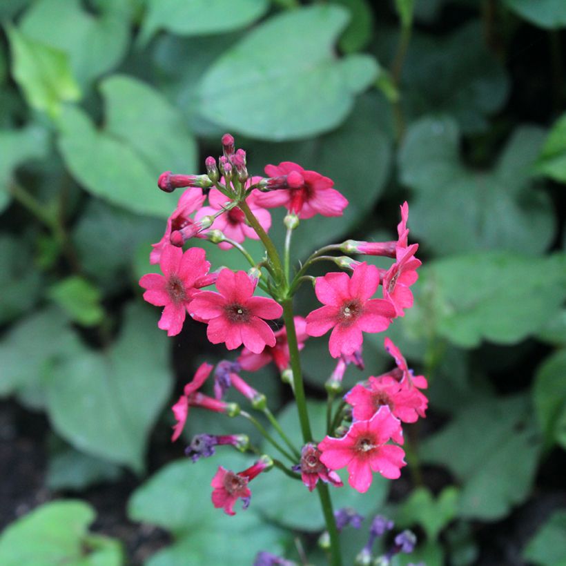 Primula japonica Millers Crimson - Japanese Primrose (Flowering)