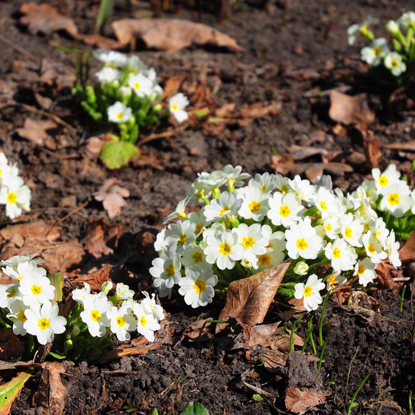 Primula vulgaris - English Primrose (Plant habit)