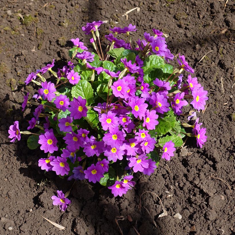 Primula juliae Wanda - Primrose (Plant habit)