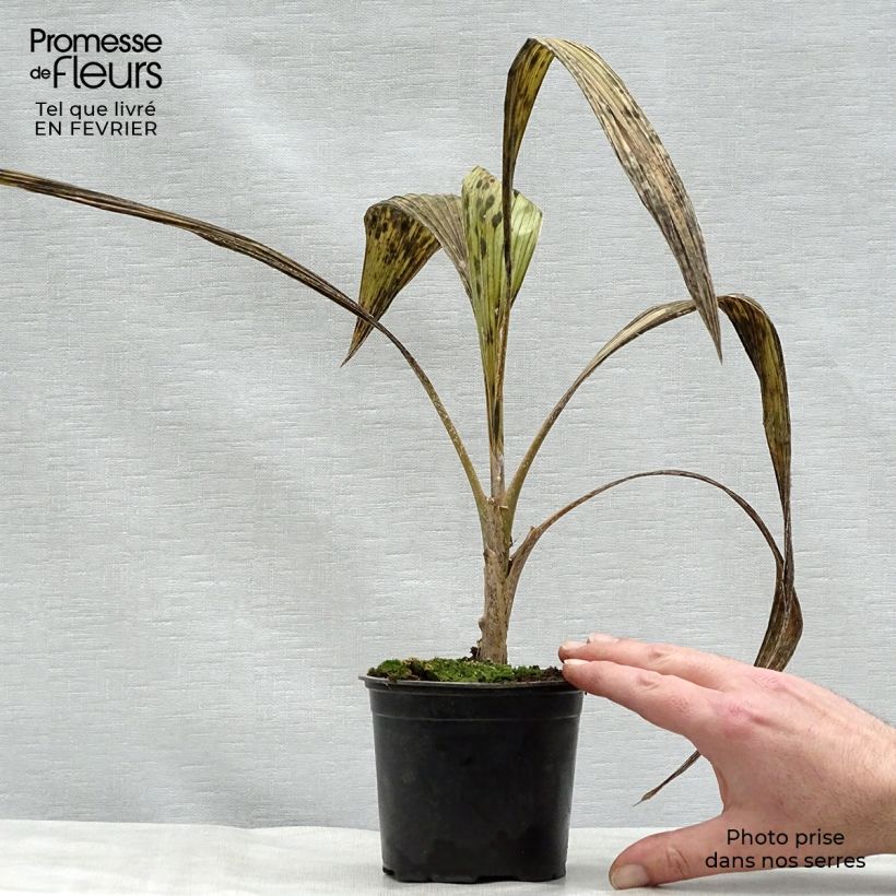 Pritchardia pacífica - Palmier des îles Fidji Pot de 12 cm sample as delivered in winter