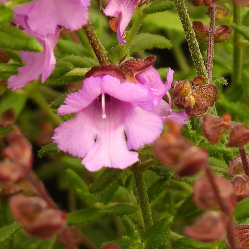 Prostanthera rotundifolia Rosetta (Flowering)