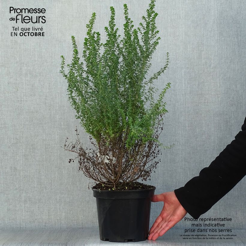 Prostanthera cuneata - Menthe Australienne Pot de 3L/4L sample as delivered in autumn