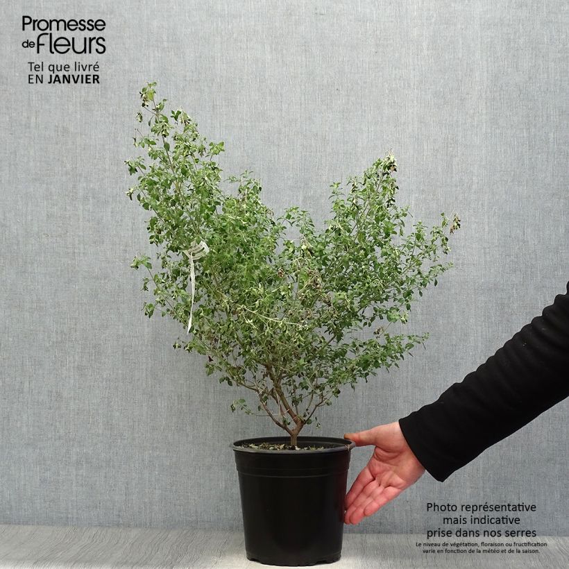 Prostanthera rotundifolia - Menthe Australienne Pot de 4L/5L sample as delivered in winter