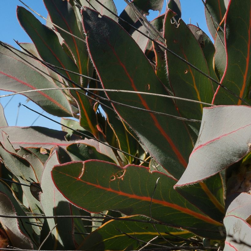 Protea magnifica (Foliage)