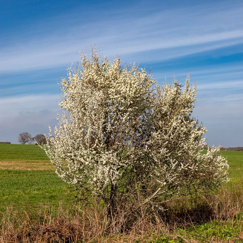 Prunus spinosa - Blackthorn (Plant habit)