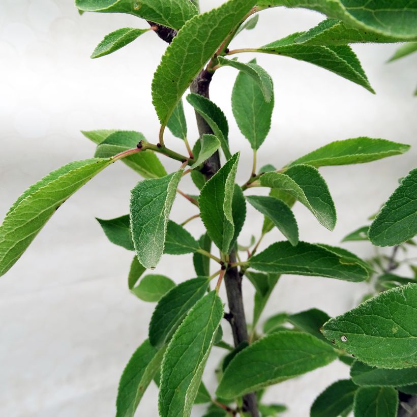 Prunus Mirabelle de Nancy Plum Tree (Foliage)