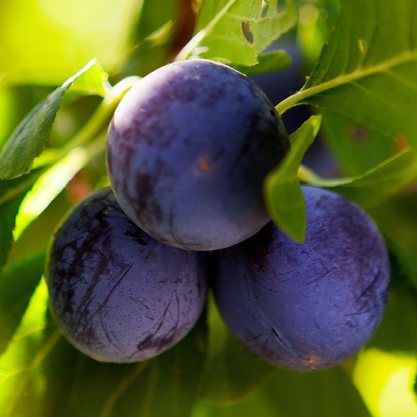 Prunus domestica Perdrigon - Common plum (Harvest)