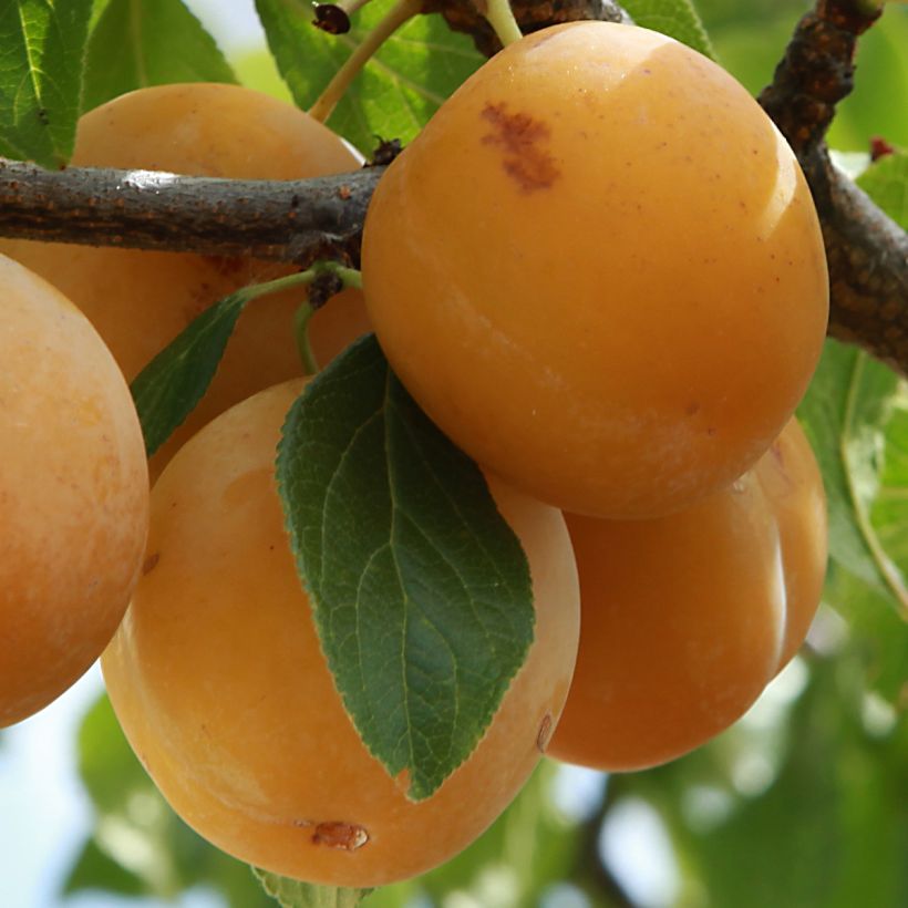 Saint Catherine Plum Tree (Harvest)