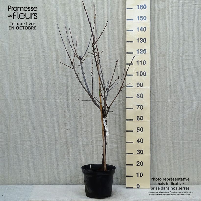 Prunier Reine Claude de Chambourcy en pot de 7.5L/10L gobelet sample as delivered in autumn