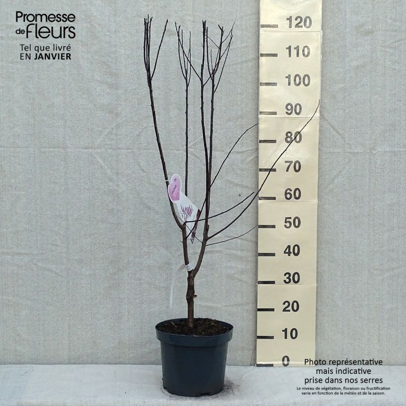 Prunier à fleurs - Prunus cerasifera Nigra Pot de 7.5L/10L tigette sample as delivered in winter