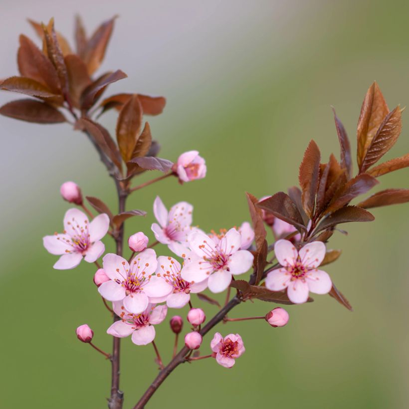 Prunus cerasifera Nigra (Atropurpurea)  (Flowering)