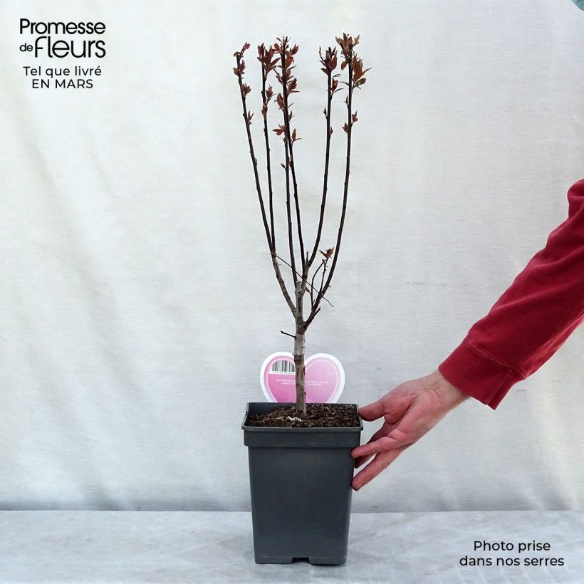 Prunier myrobolan - Prunus cerasifera Pissardii en pot de 4L/5L sample as delivered in winter