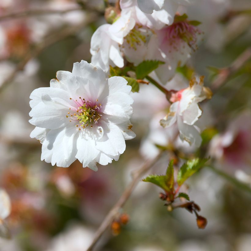 Prunus x subhirtella Hally Jolivette - Autumn Cherry (Flowering)