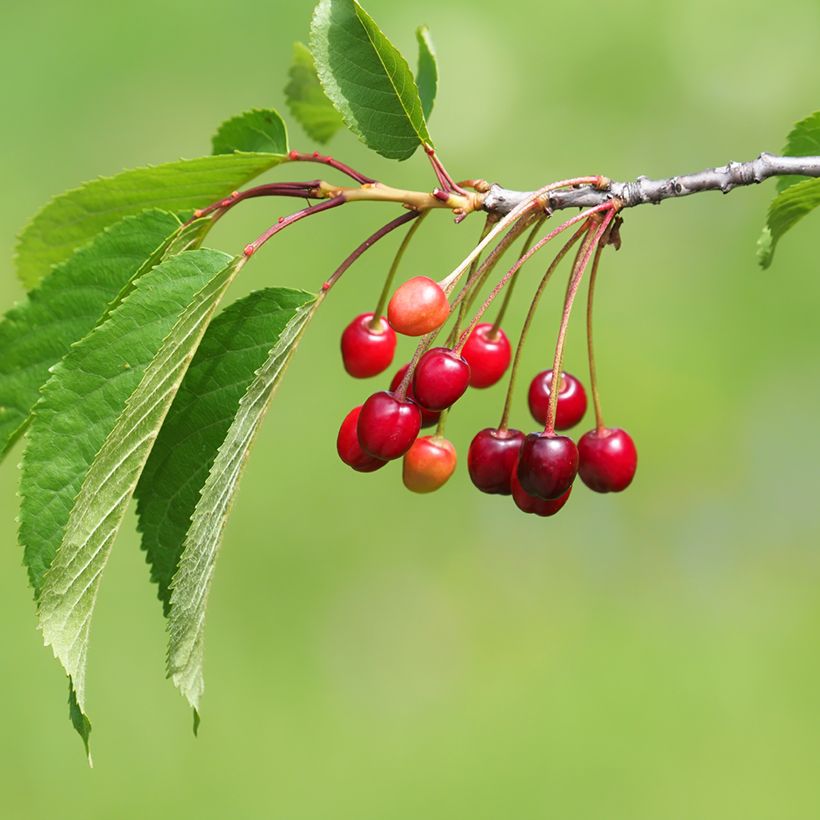 Prunus avium Staccato- Cherry Tree (Harvest)