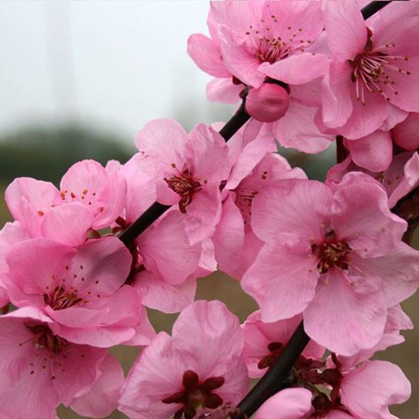 Prunus persica Spring Glow - Ornamental peach tree (Flowering)