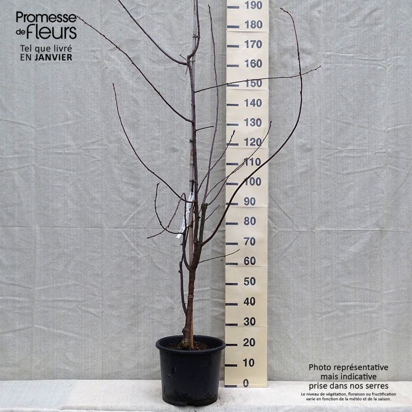 Prunus serrula Amber Scots - Cerisier du Tibet  Pot de 7.5L/10L sample as delivered in winter