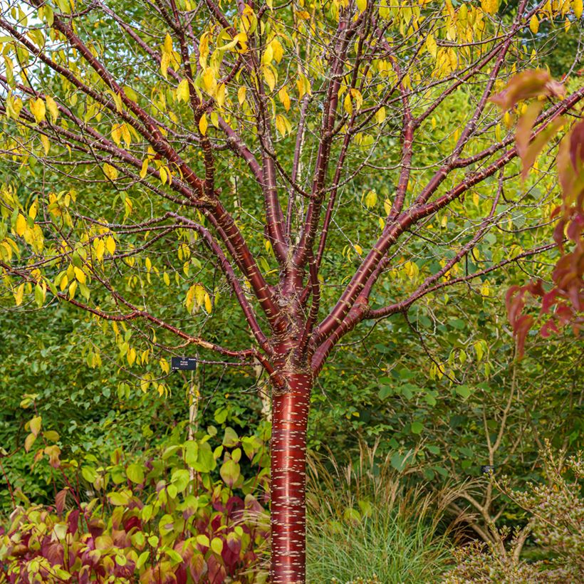 Prunus serrula Amber Scots - Tibetan Cherry (Plant habit)